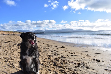 Charlie on Newborough Beach